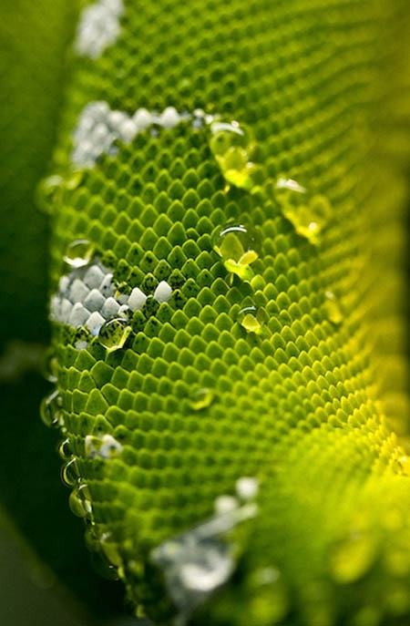 Lunga, a gerinctelen