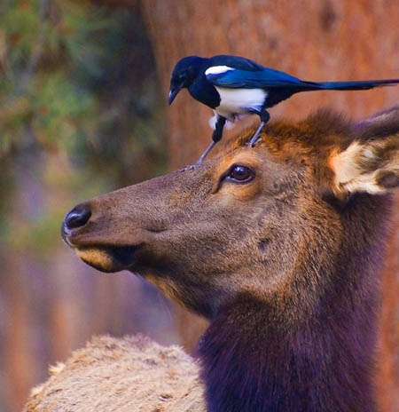 Amerikai tanácsadók a Fidesznél és az MSZP-nél?