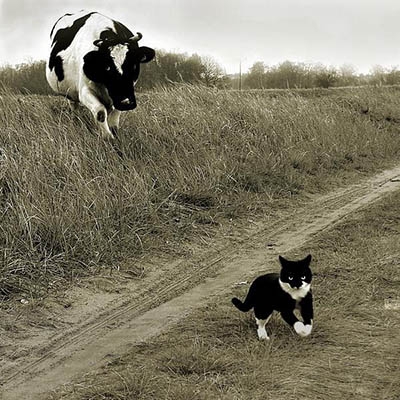 Tejháború Szerbiában