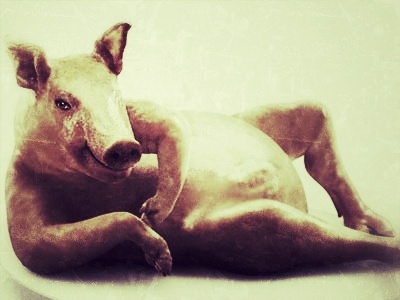 Az újvidéki szakszervezeti fél disznó